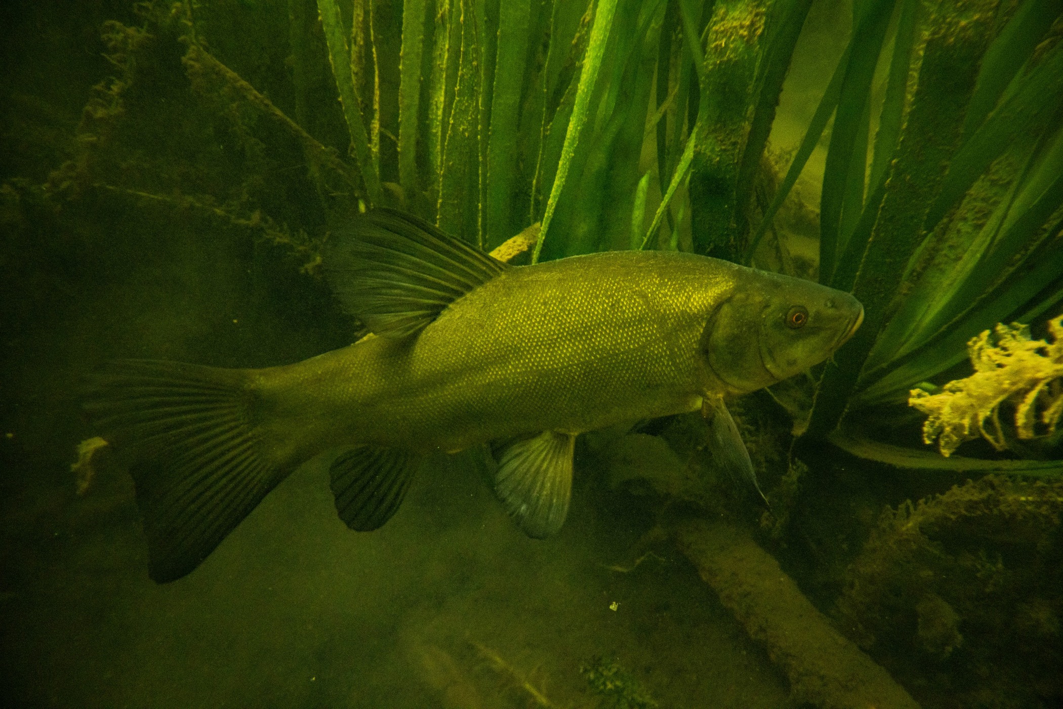 Tinca tinca (Linnaeus, 1758)